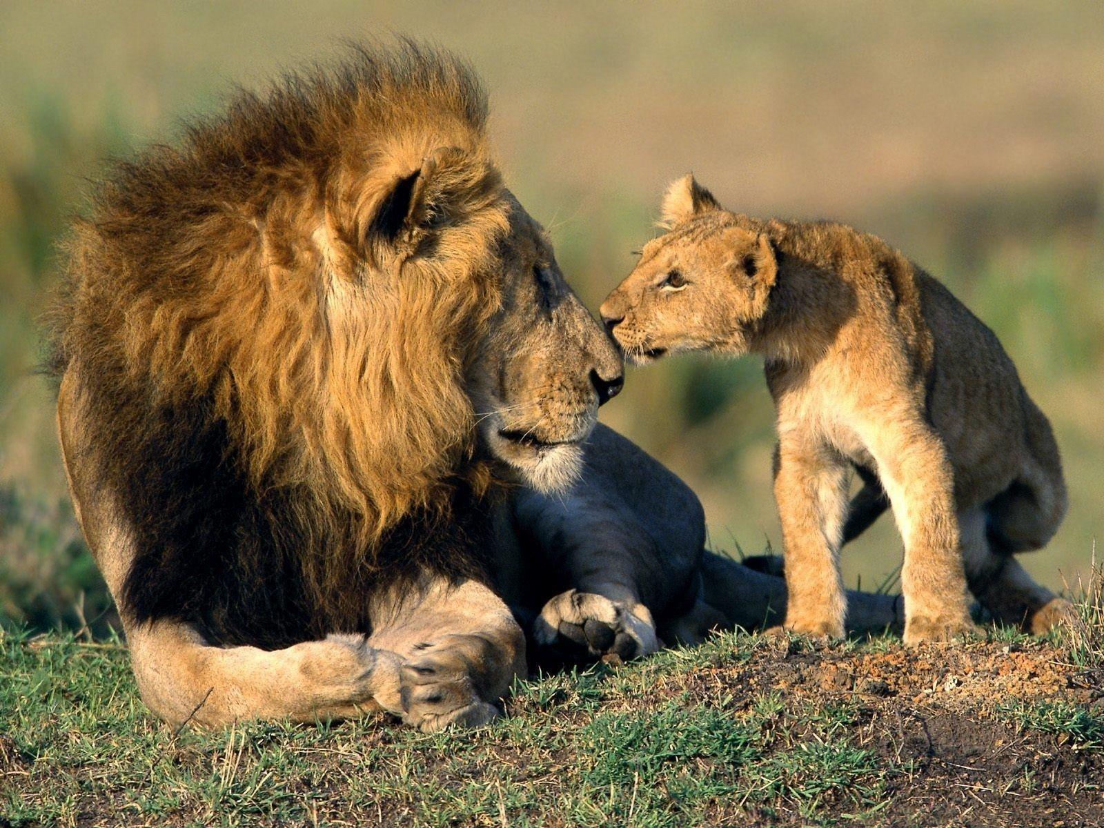 Father And Son Animals Wallpaper