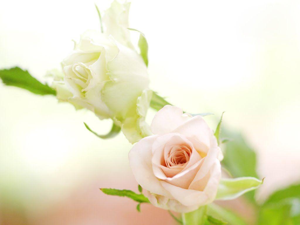 Pure White Rose Wallpaper