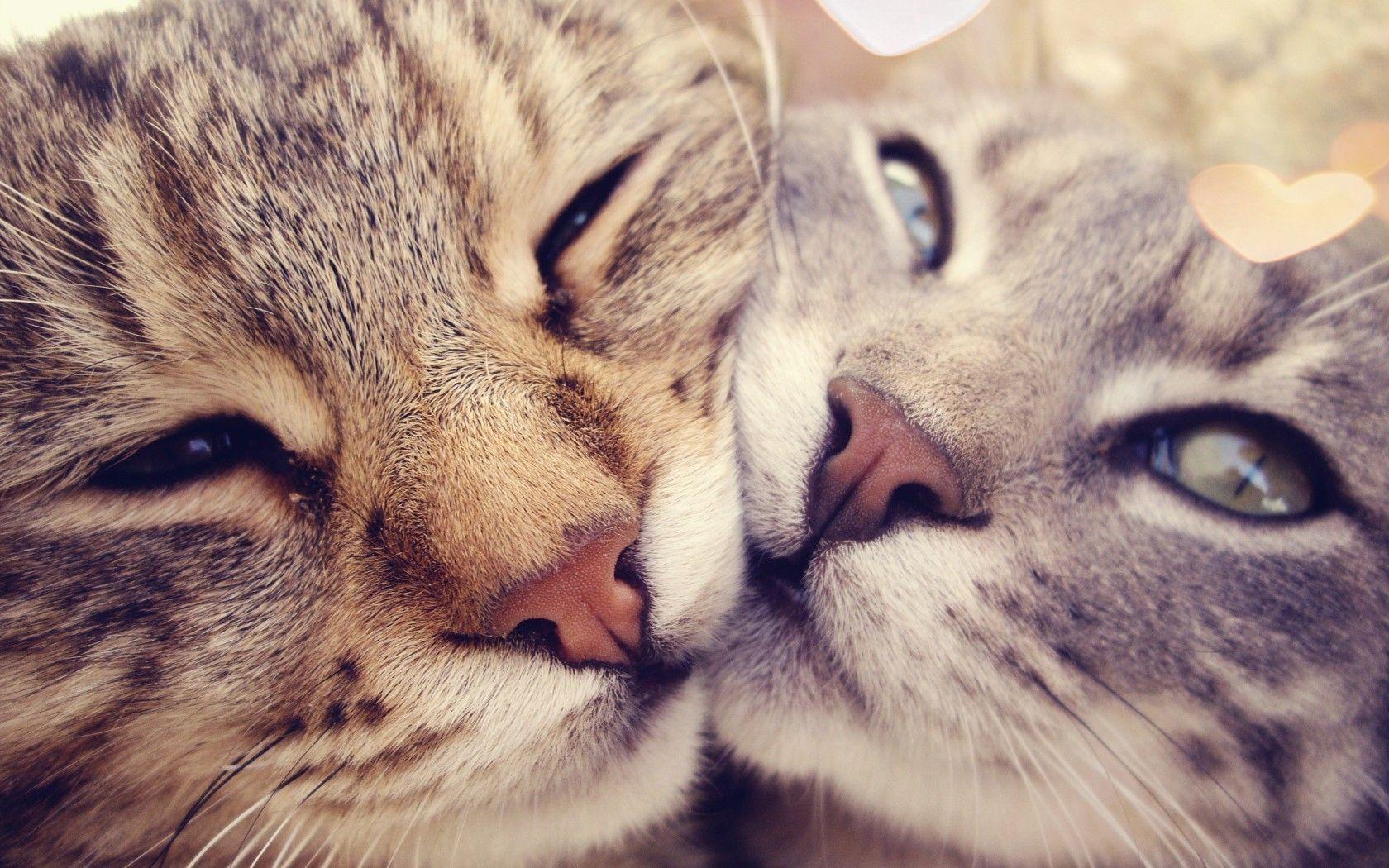 Cats in Love widescreen wallpaper. Wide