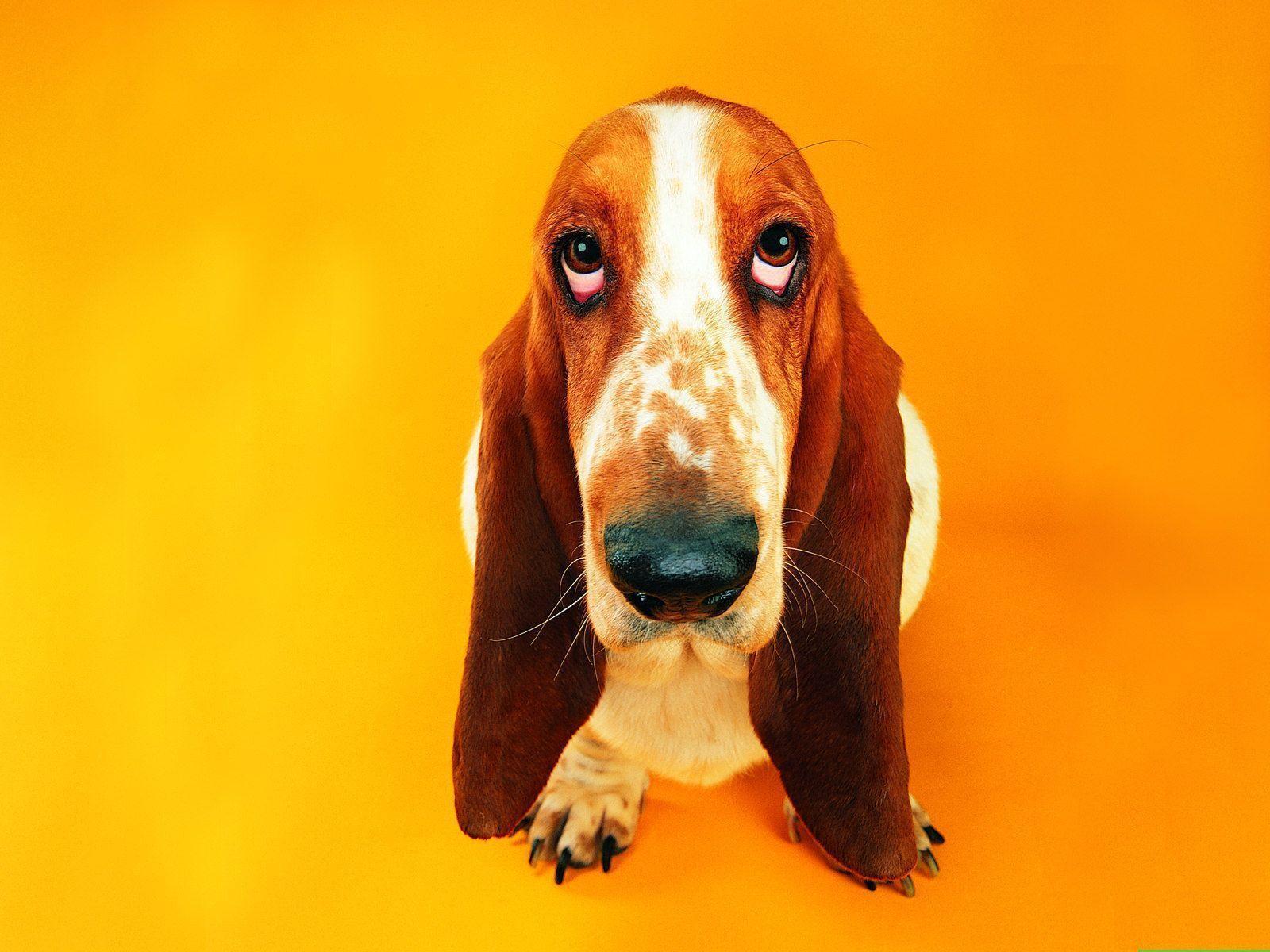 Cute basset hound on an orange background wallpaper and image