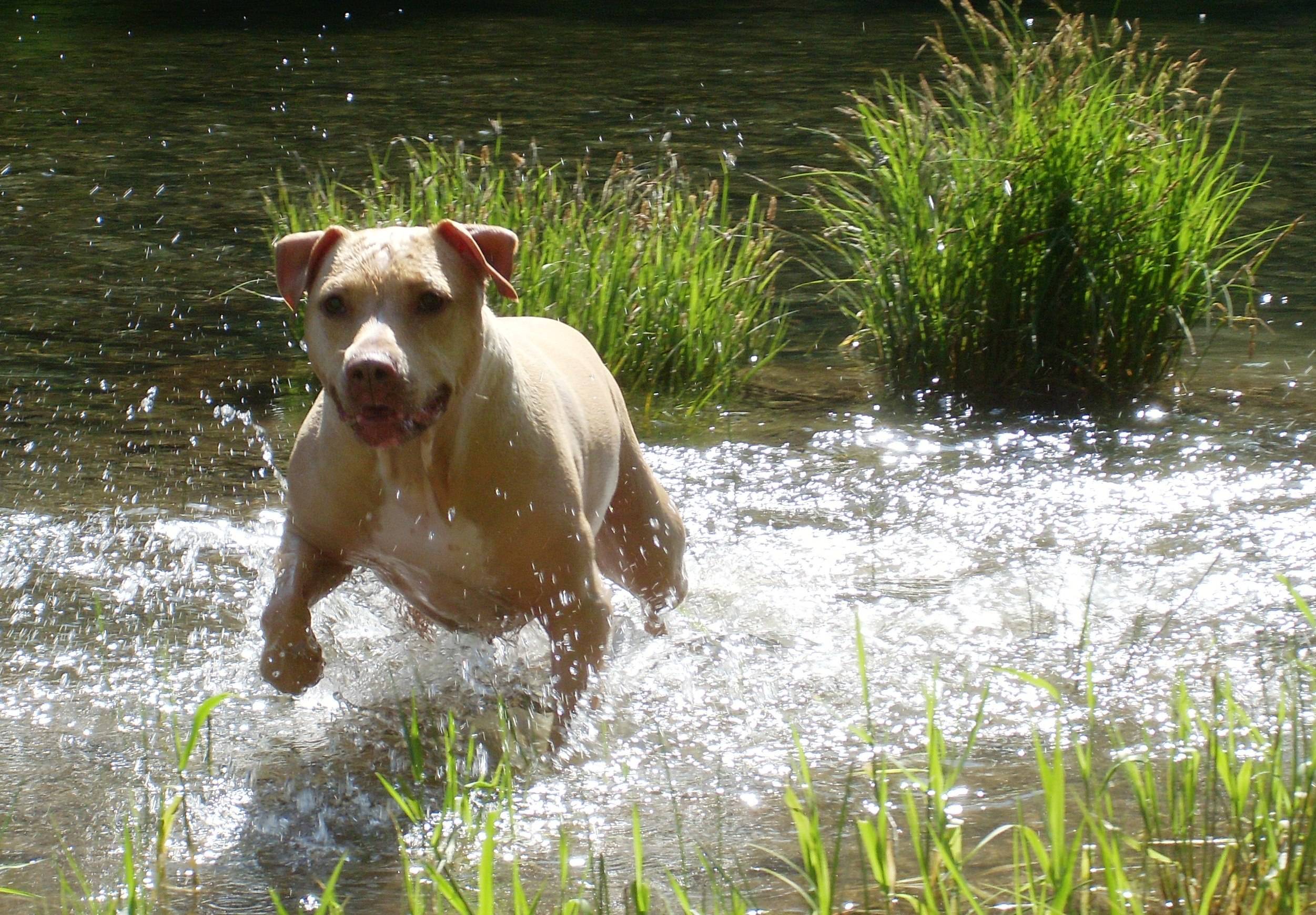 Pit bull terier is running throw the river wallpaper