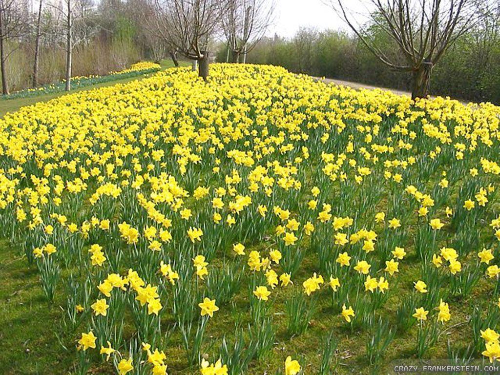 Field Of Daffodils Wallpaper. pic4pick