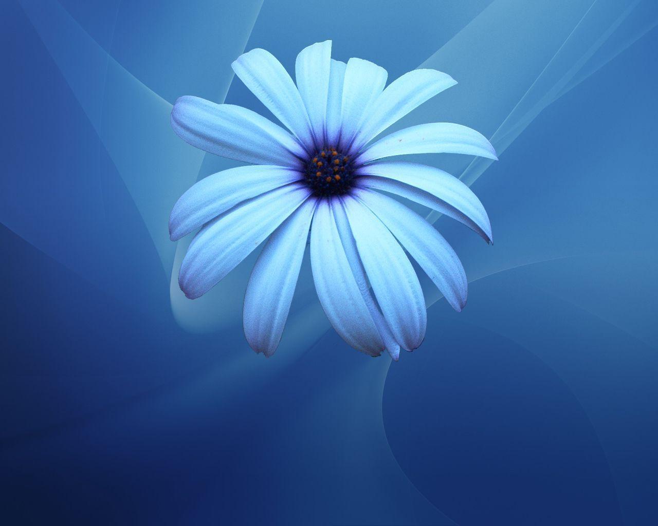 Wallpaper For > Blue Flower Wallpaper Designs