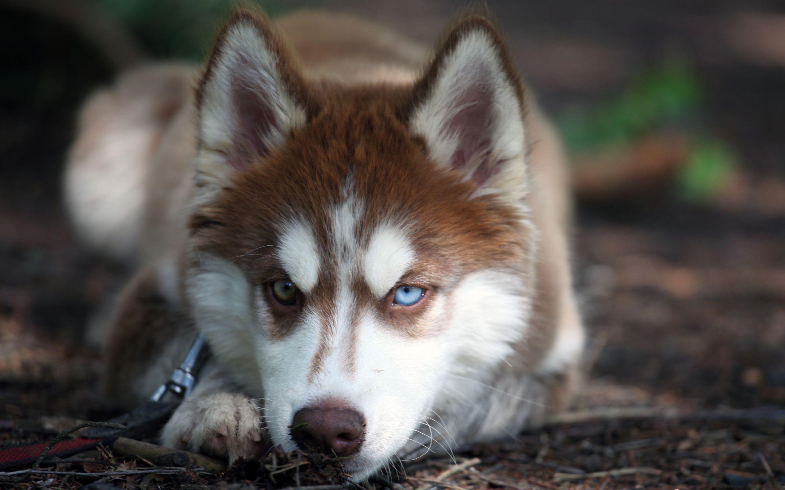 brown husky wallpaper hd