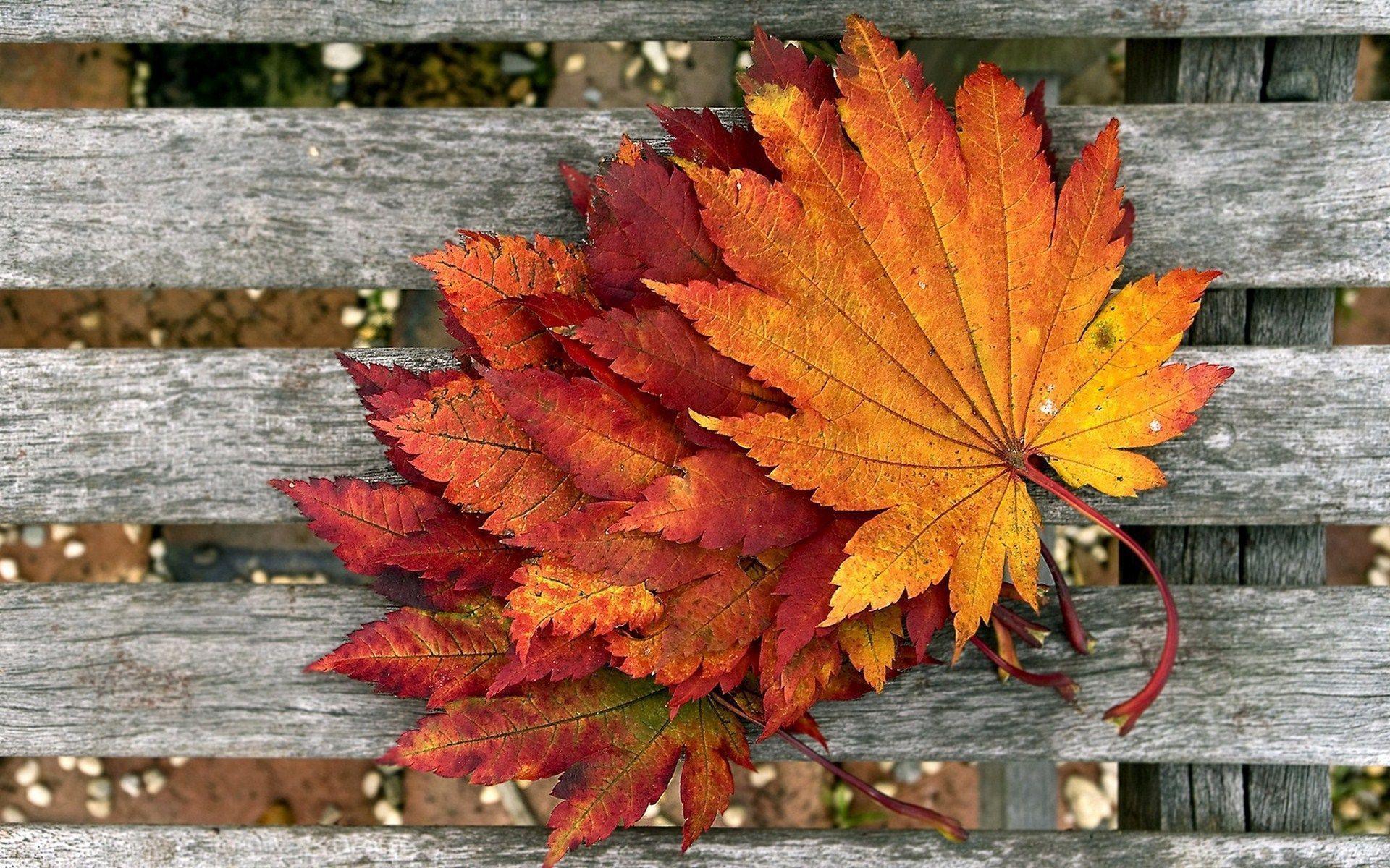 HD Autumn Leaves Wallpaper