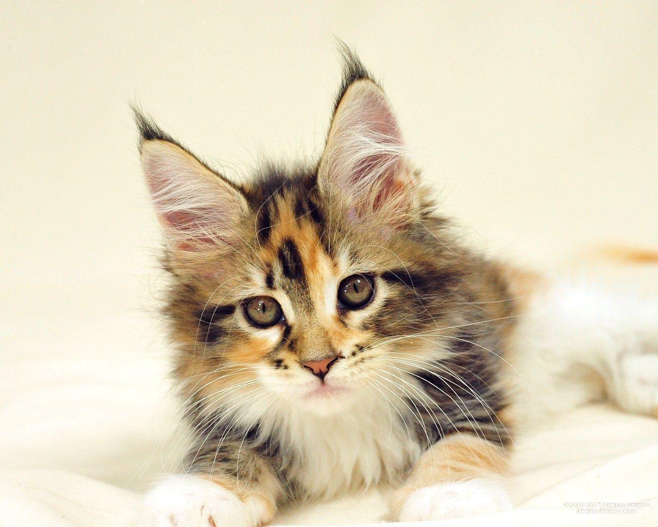 Maine Coon Kitten Wallpaper Origami Photo Of Maine Coon Indias