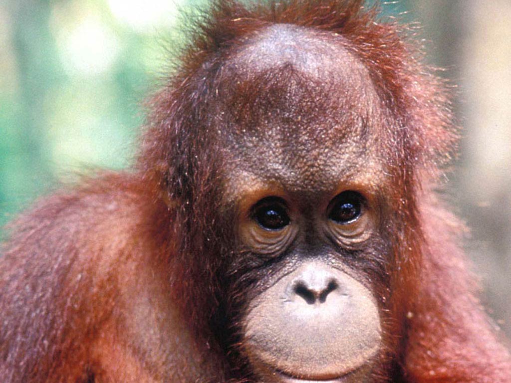 Orangutan Picture Free Orangutan Picture Funny