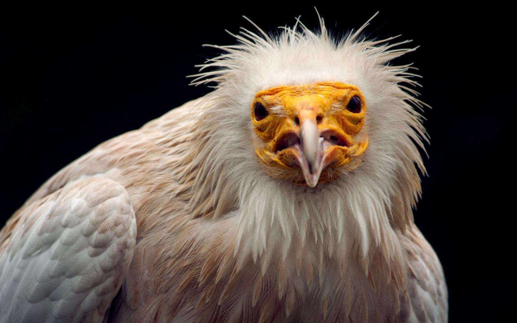 Warning by an Egyptian vulture 1680x1050 Wallpaper