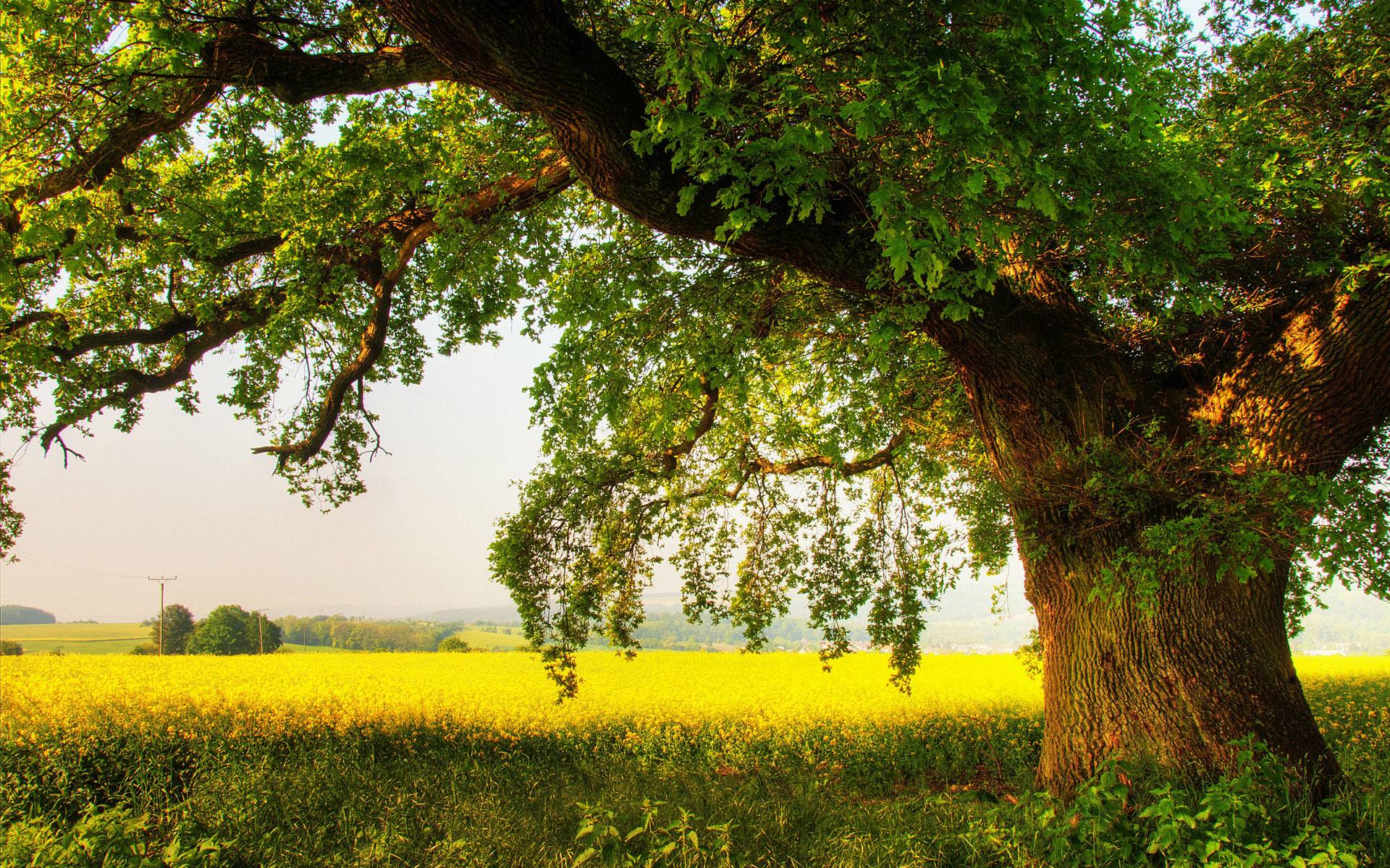 Oak Tree Forest Wallpaper