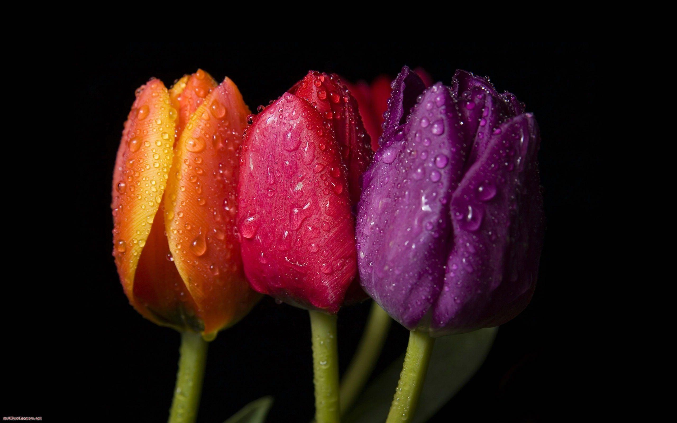 Three colours tulip flowers Desktop Wallpaper, HD