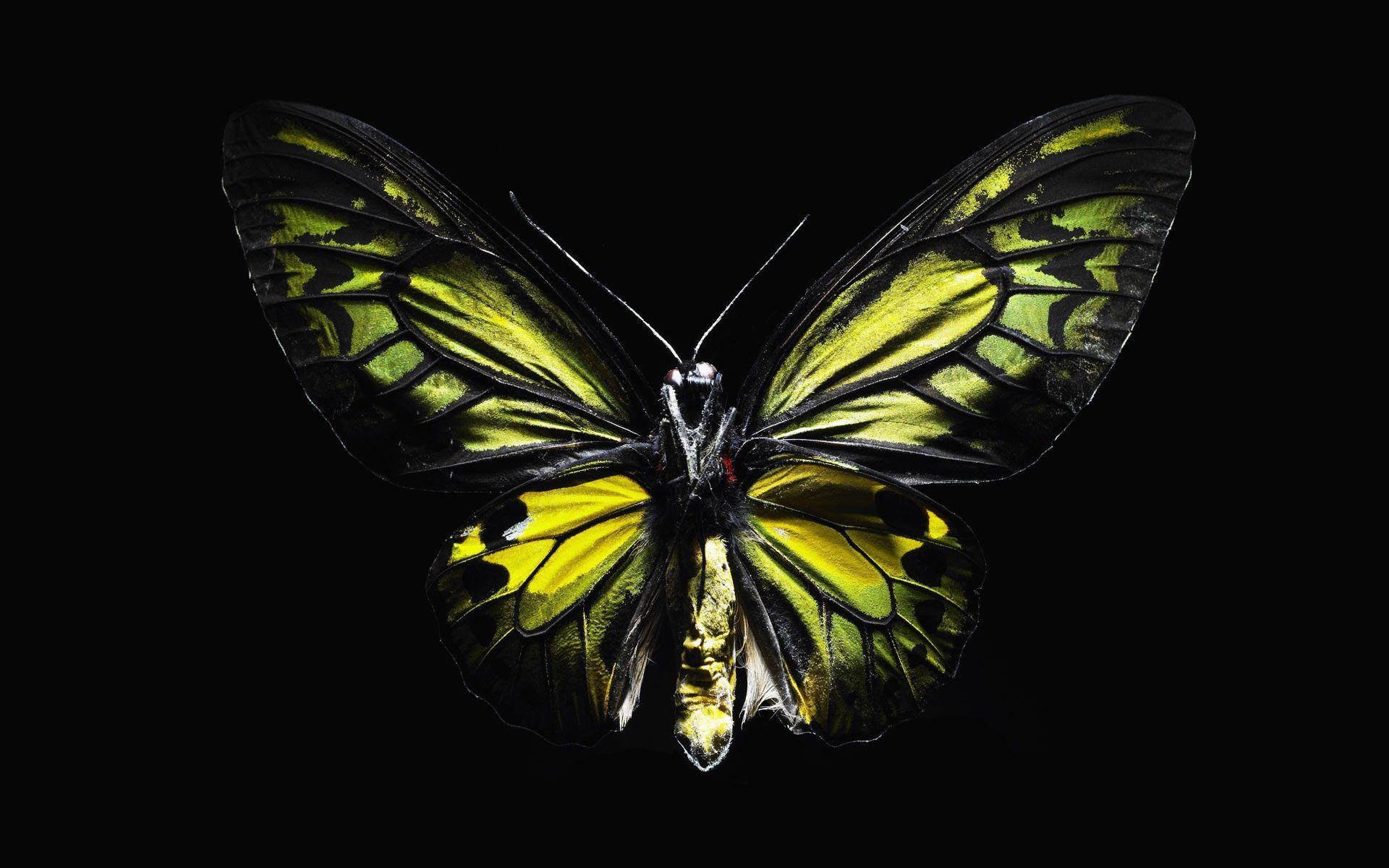 Download wallpaper: gree butterfly, green butterfly on black