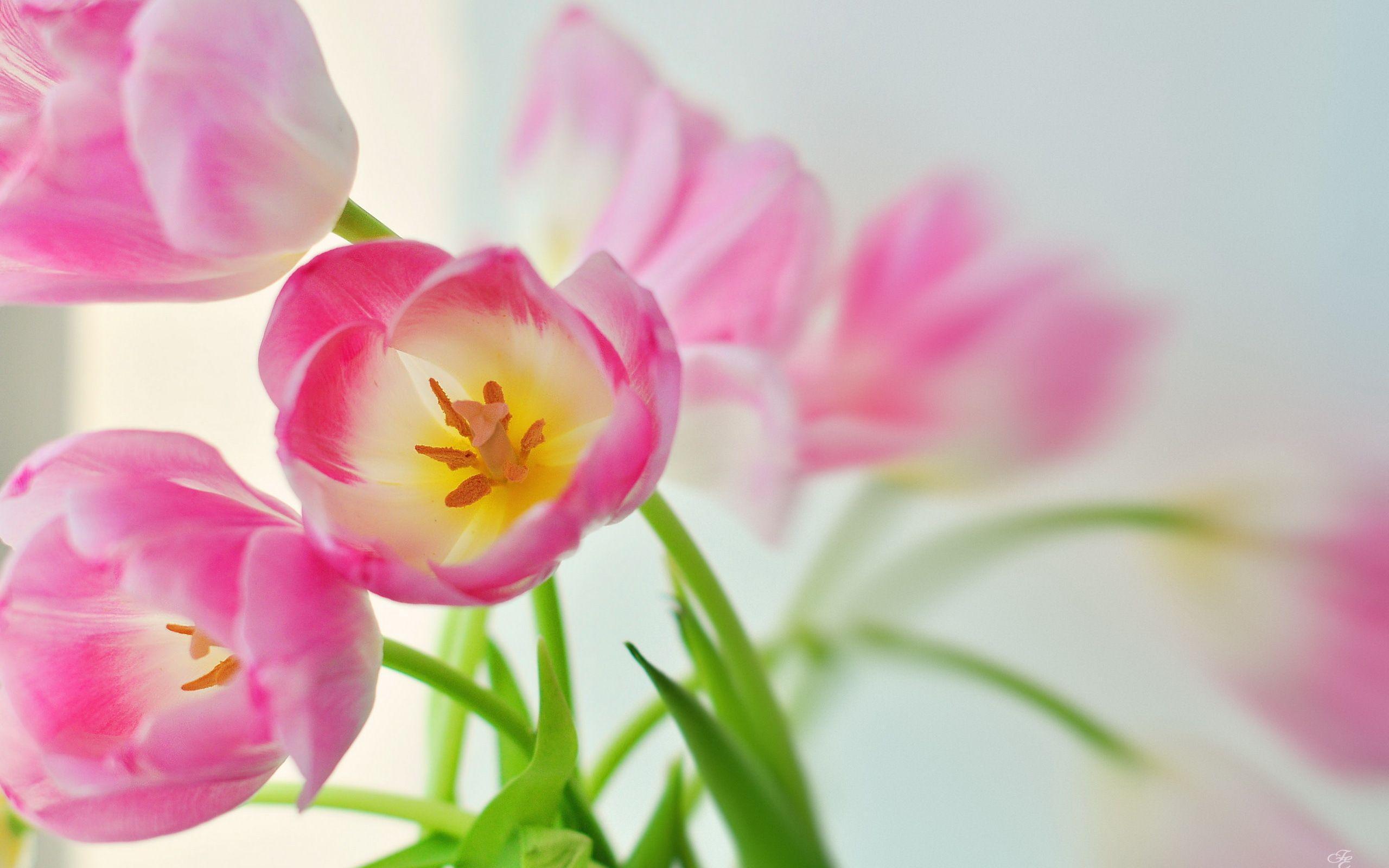 Pink Tulips HD Wallpaper