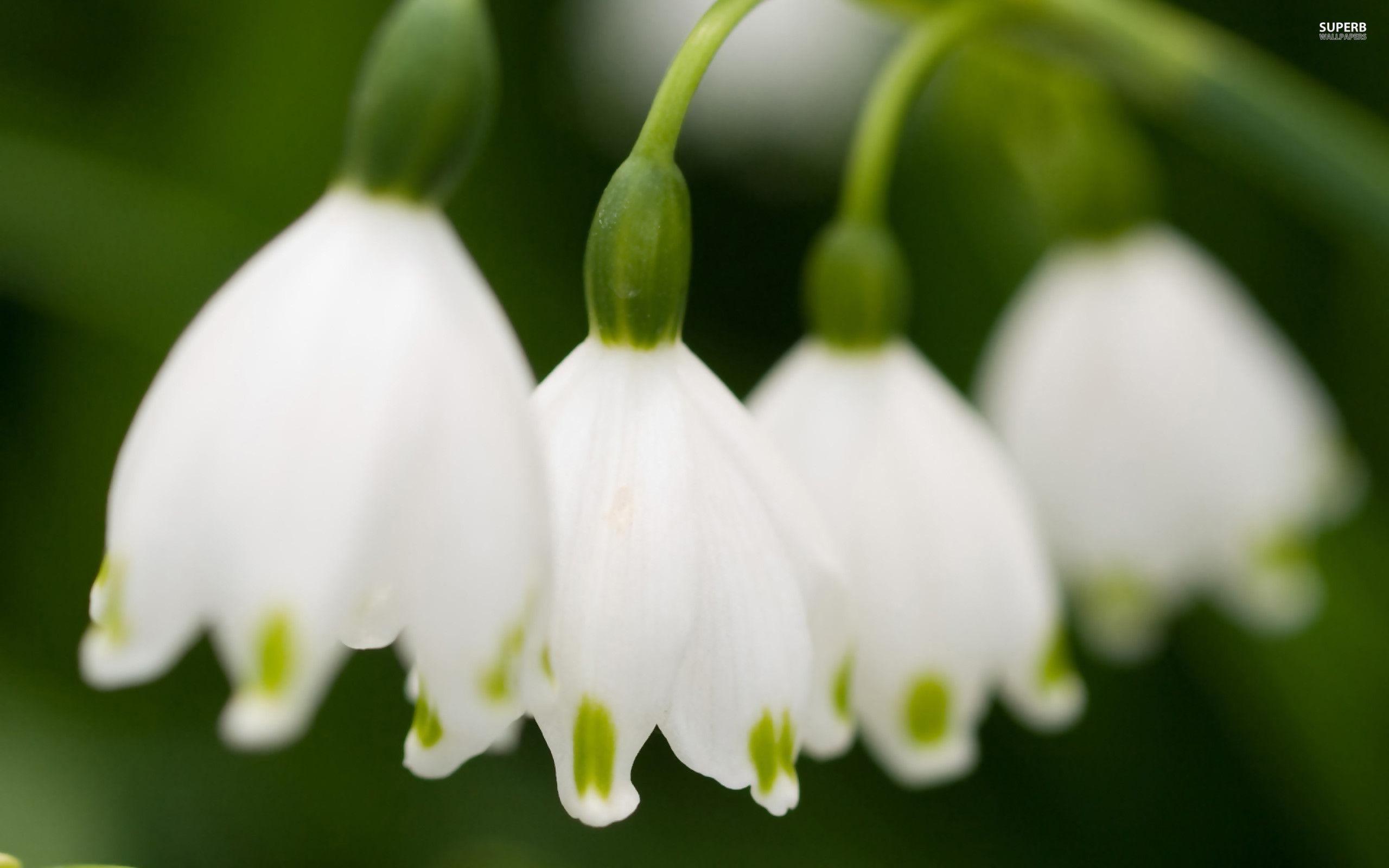 Lily Of The Valley 11849 2560x