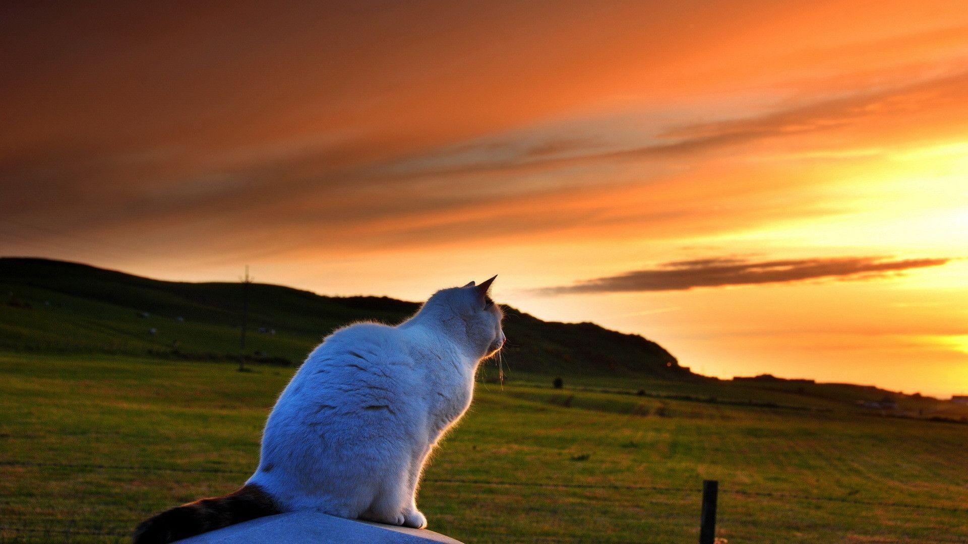 Sad Cat N Sunset HD Wallpaper 1080p Sunset HD Free Wallpaper