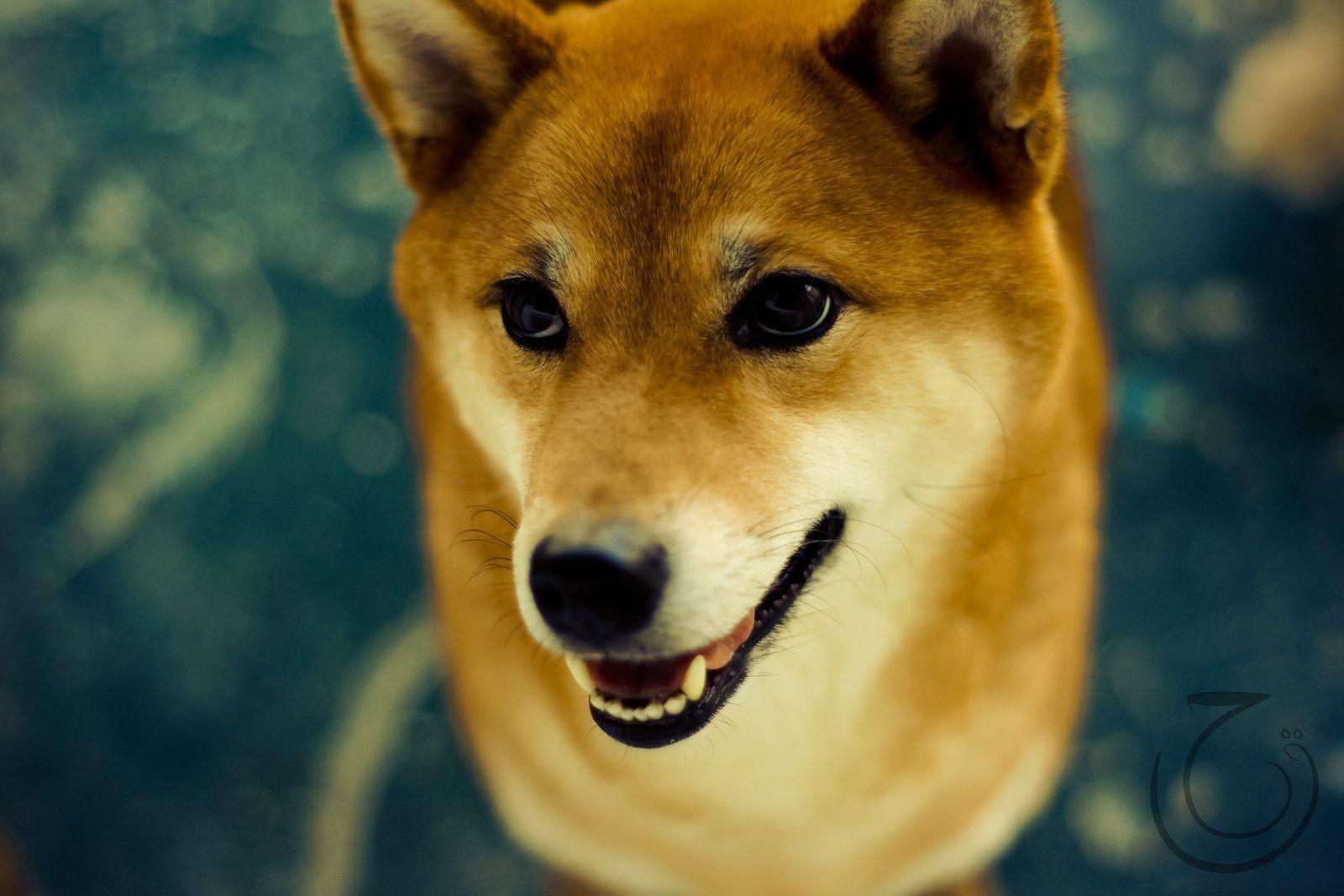 Wallpaper Dog, Shiba Inu, eyes