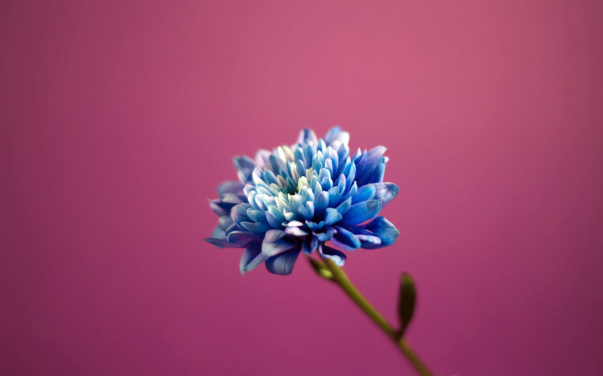 Blue Flower wallpaper