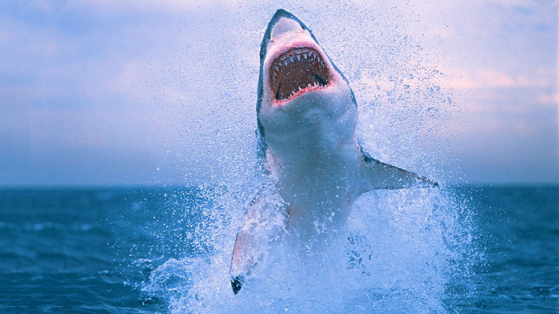 new shark photo desktop