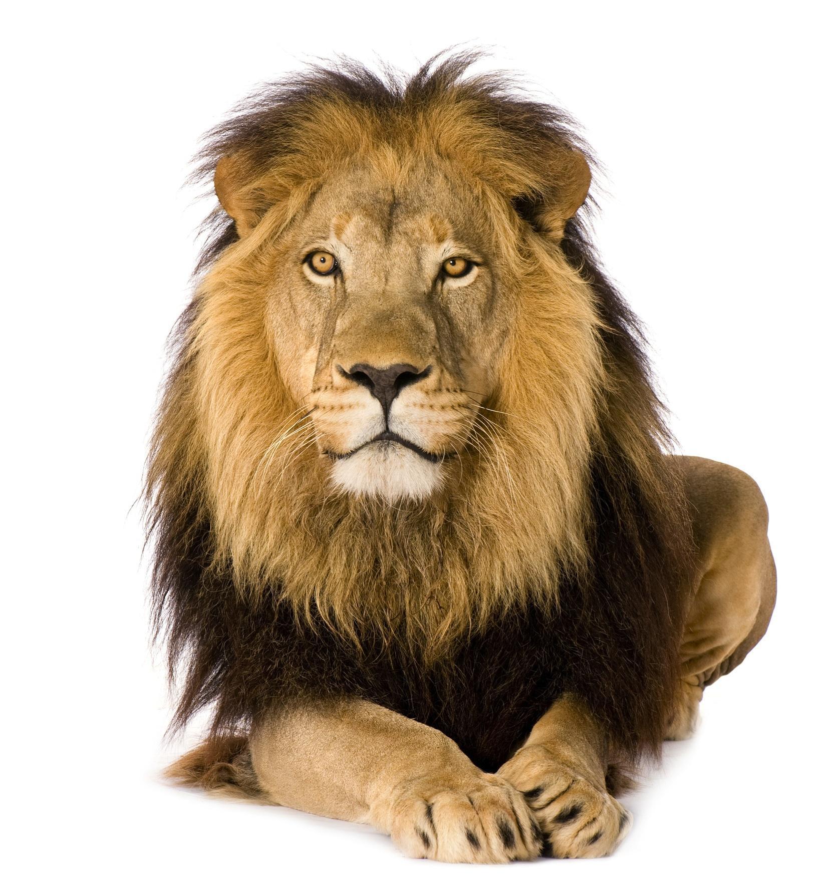Lion White Backgrounds Wallpaper Cave