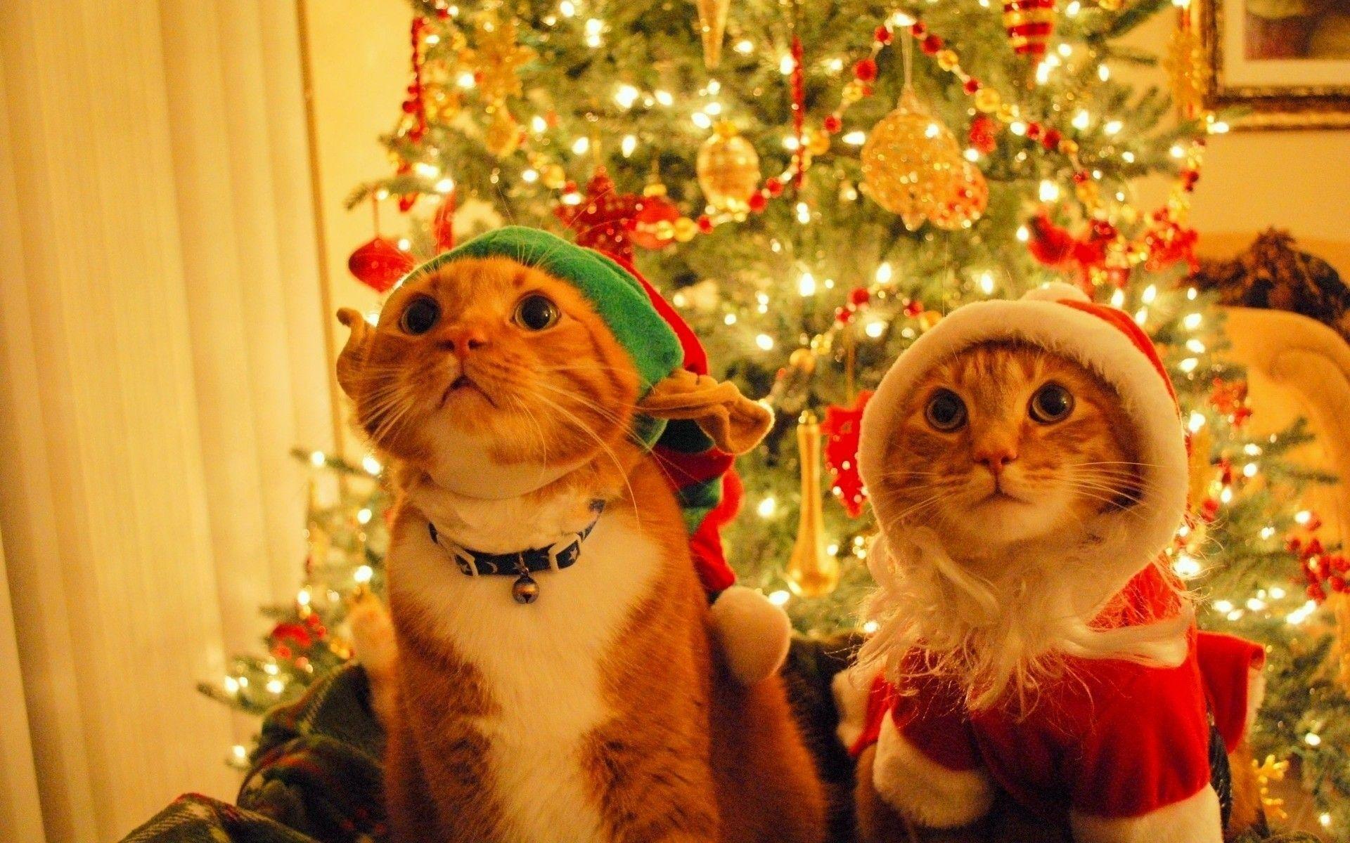 Christmas Cat Desktop Wallpaper Wallpaper Inn