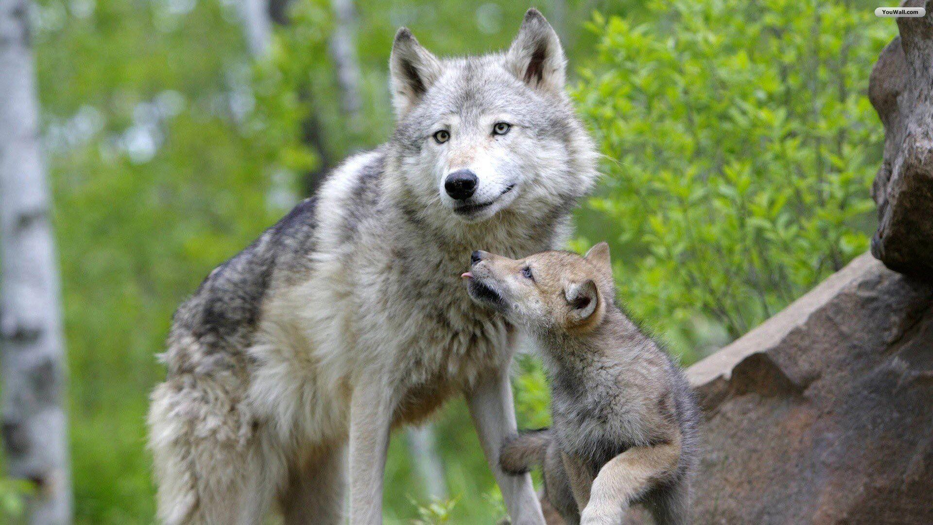 Baby Wolf Wallpapers - Wallpaper Cave