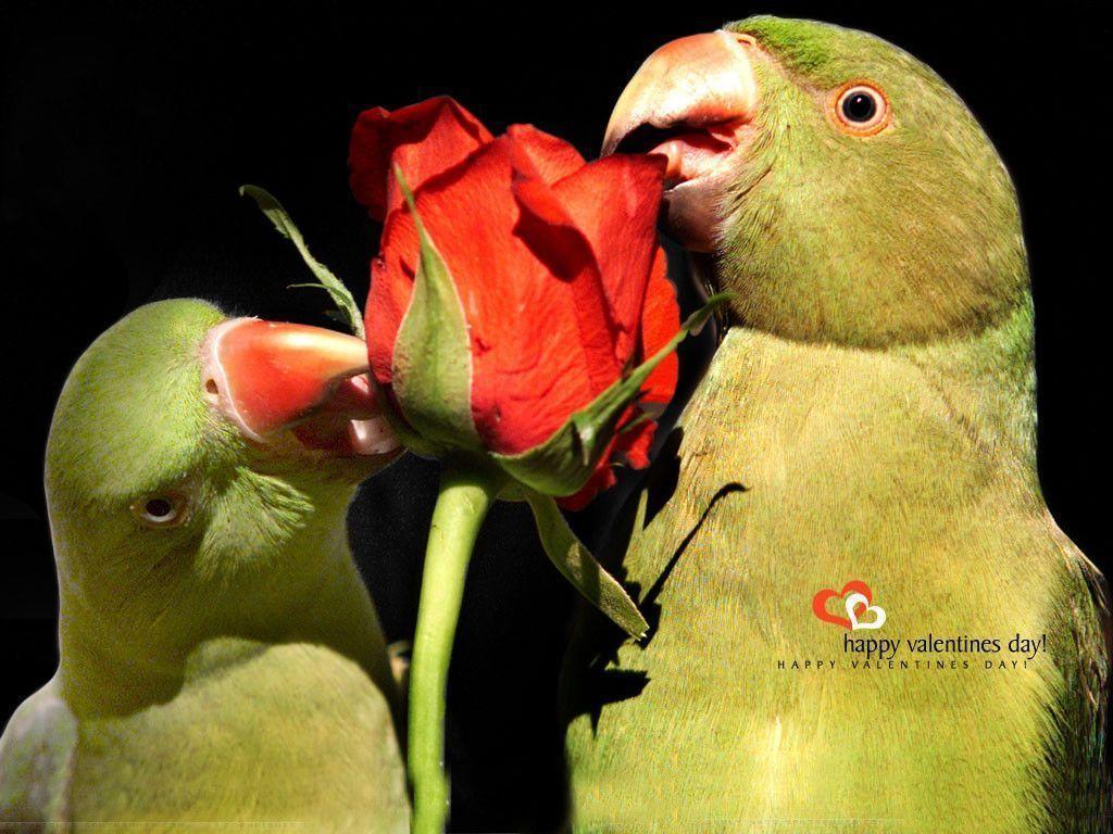 Cute Parrots Wishes Happy Valentines Day Wallpaper Free