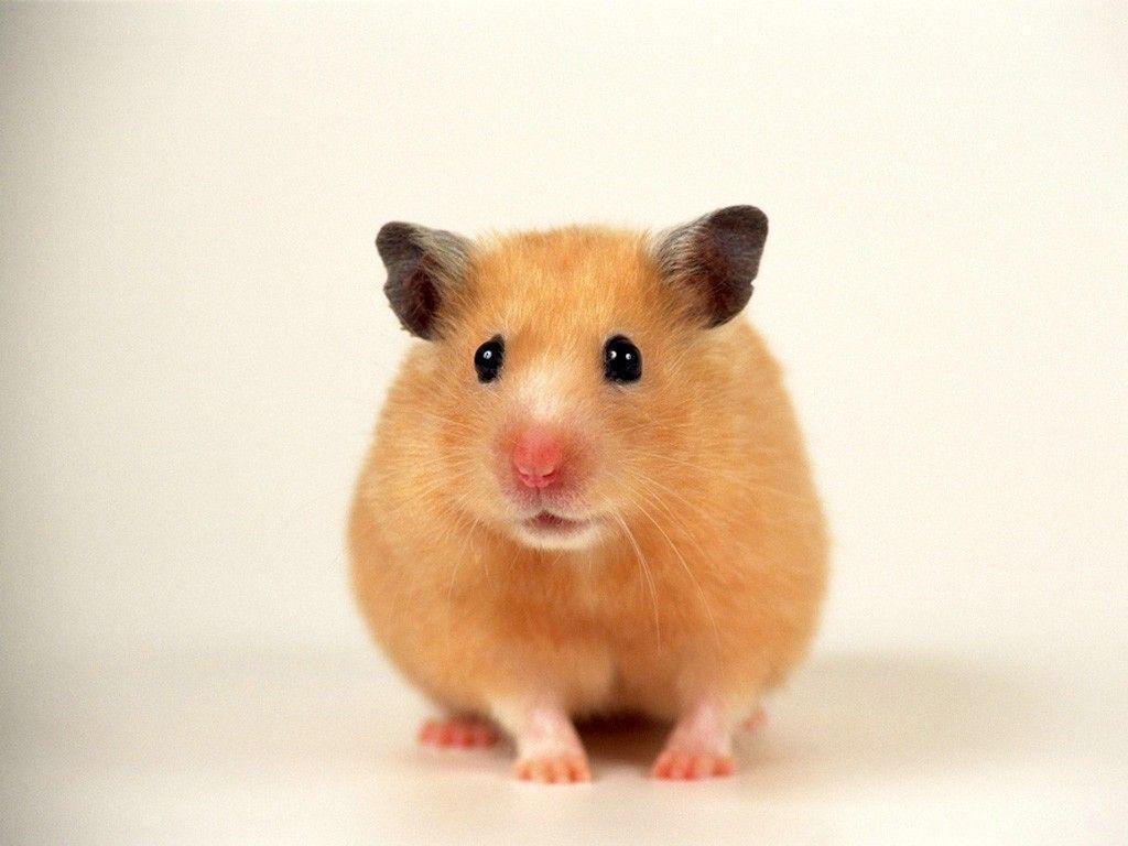 hamster wallpaper 7 - Image And Wallpaper free to download