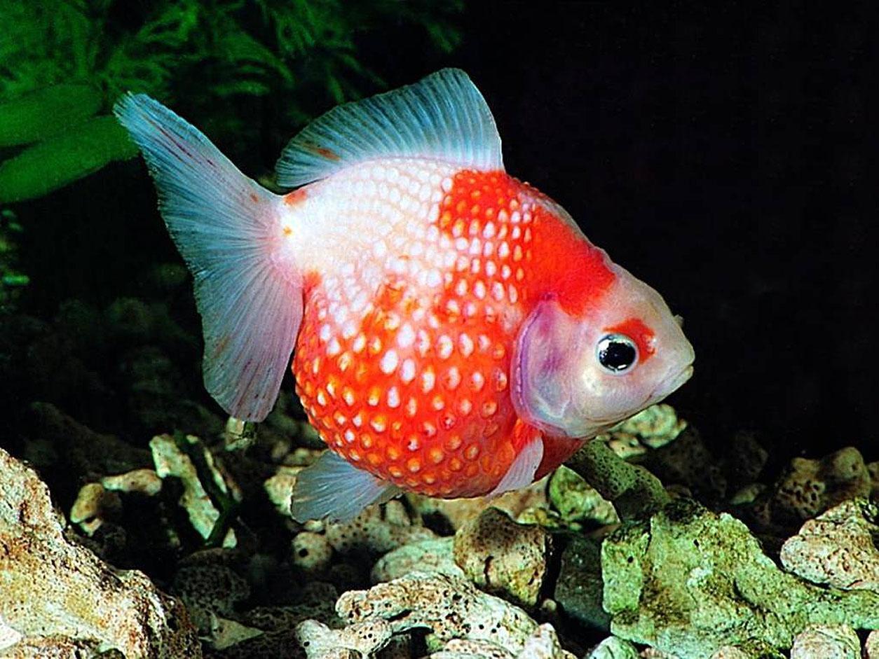 Free wallpaper Goldfish freshwater fish
