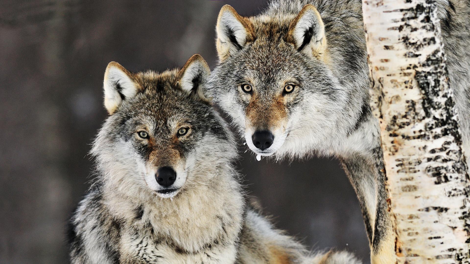 Gray Wolf Pair, Norway HD Wallpaper