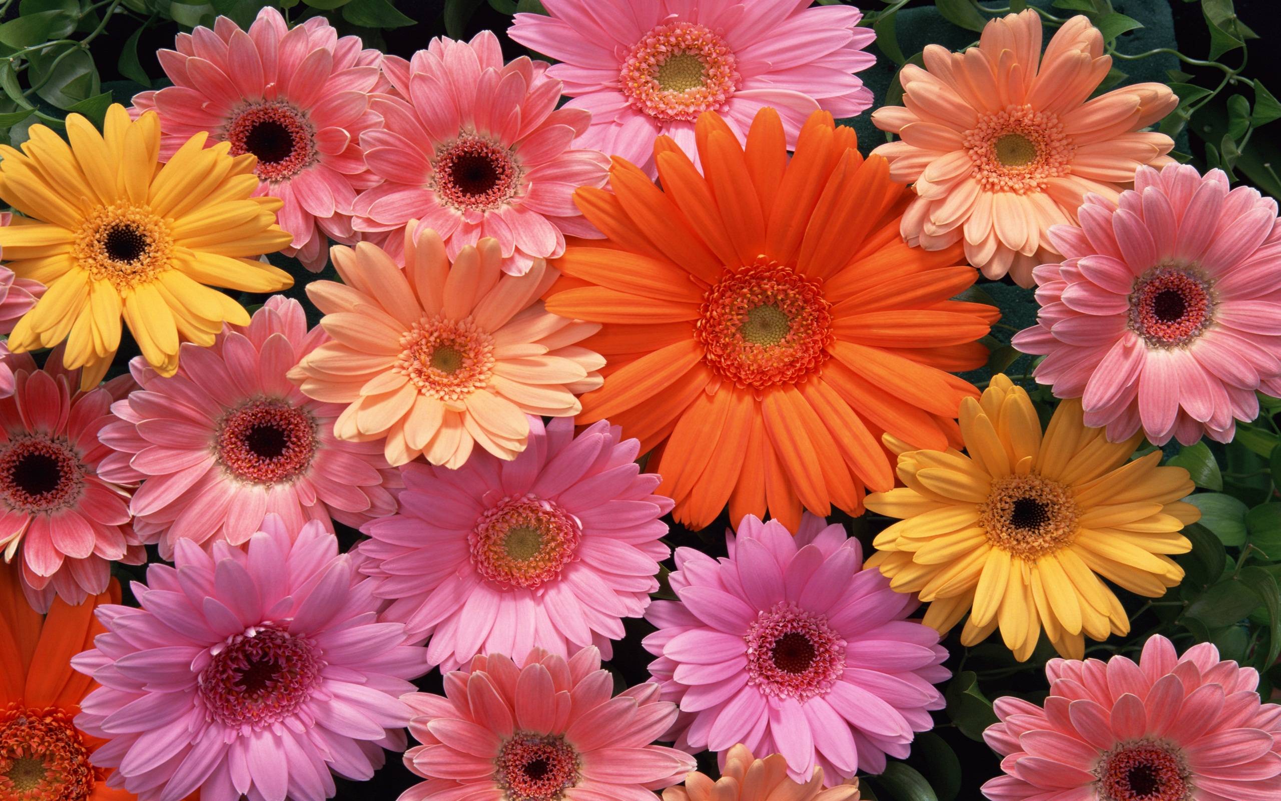 Flowers Wallpaper. Free Desk Wallpaper