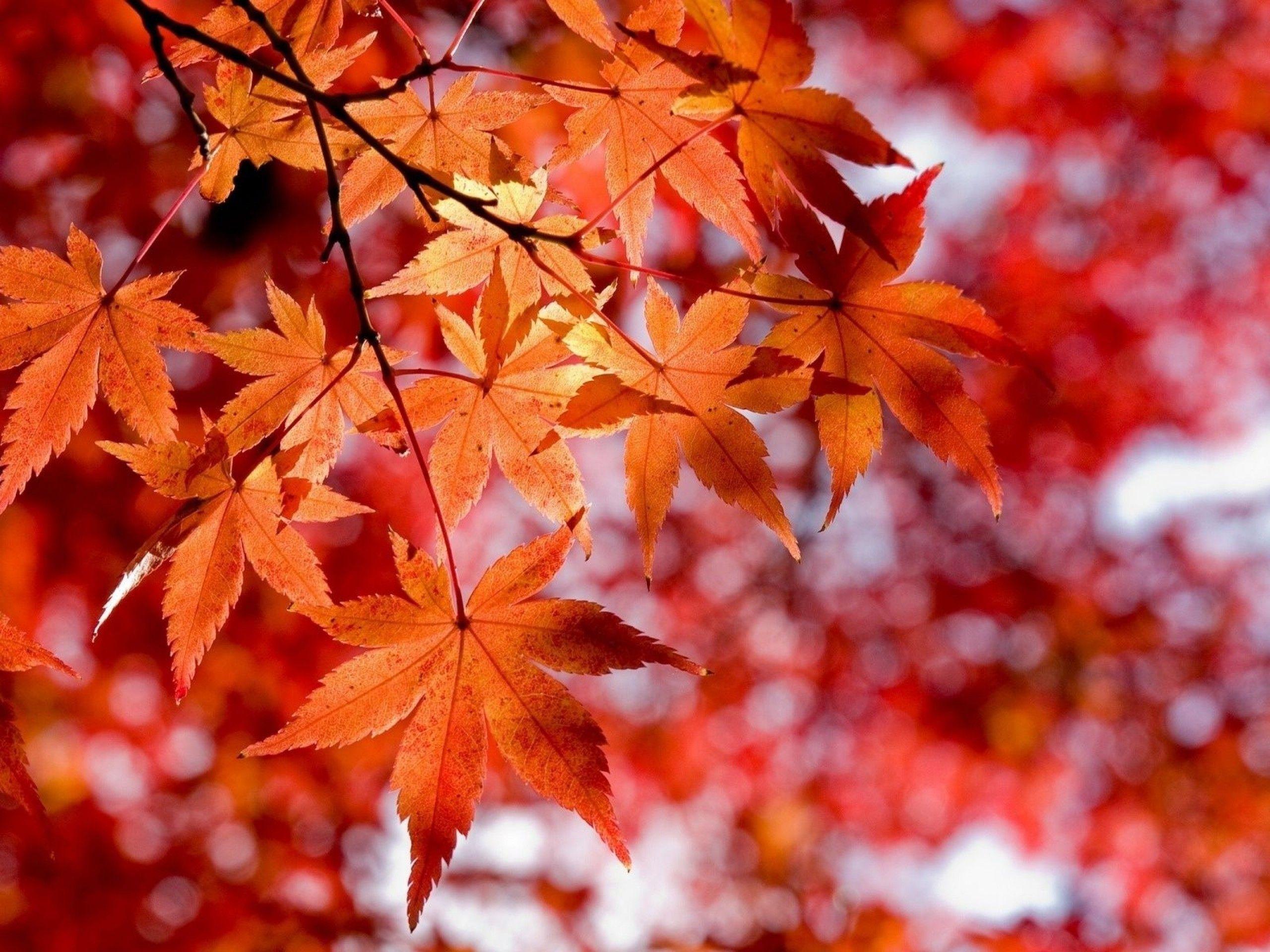 Autumn Leaves Wallpaper