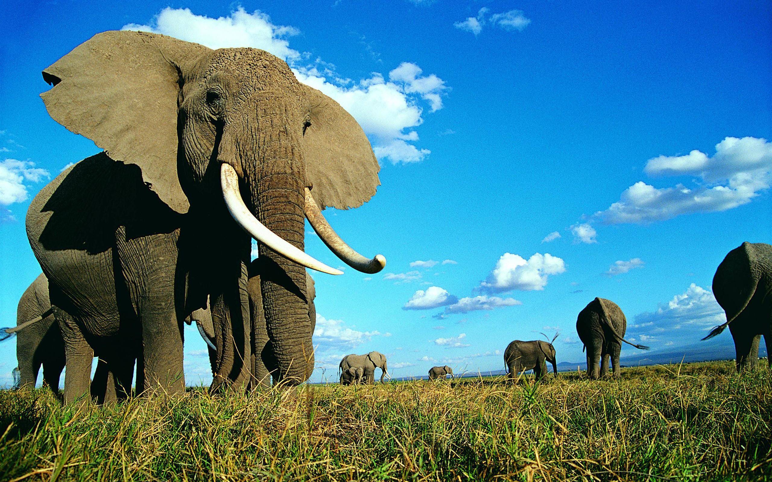 Elephant Desktop Backgrounds Wallpaper Cave Elephant Desktop Backgrounds Wallpaper Cave