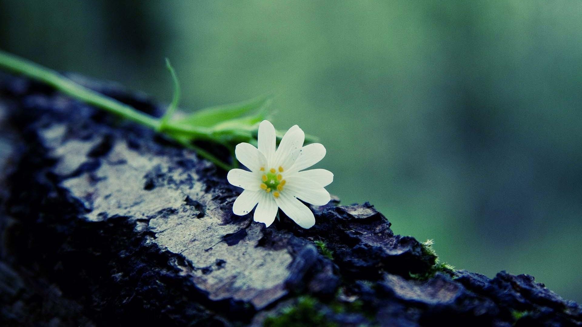 Beautiful Background For Computer. Latest Laptop Wallpaper