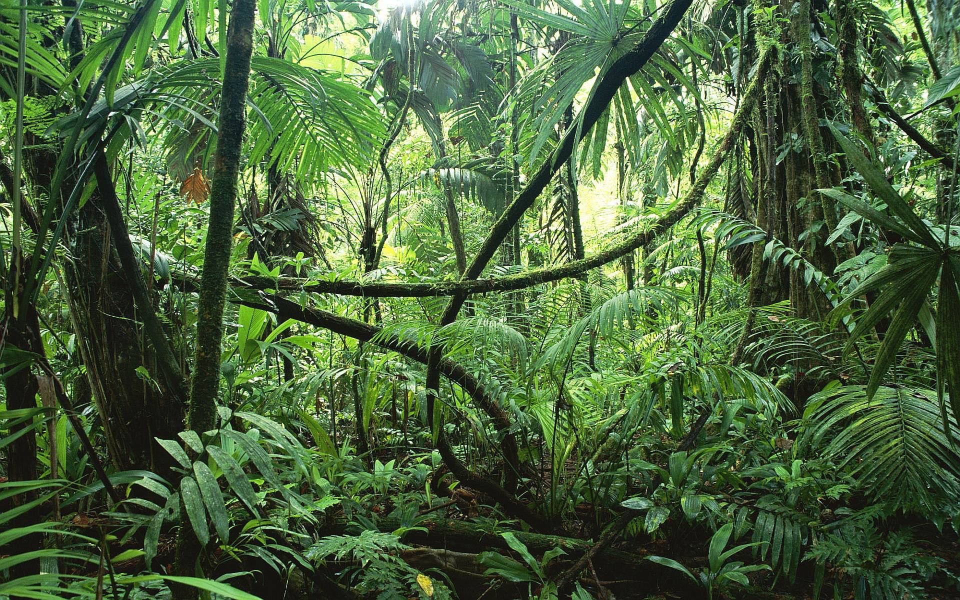 Jungle forest Wallpaper