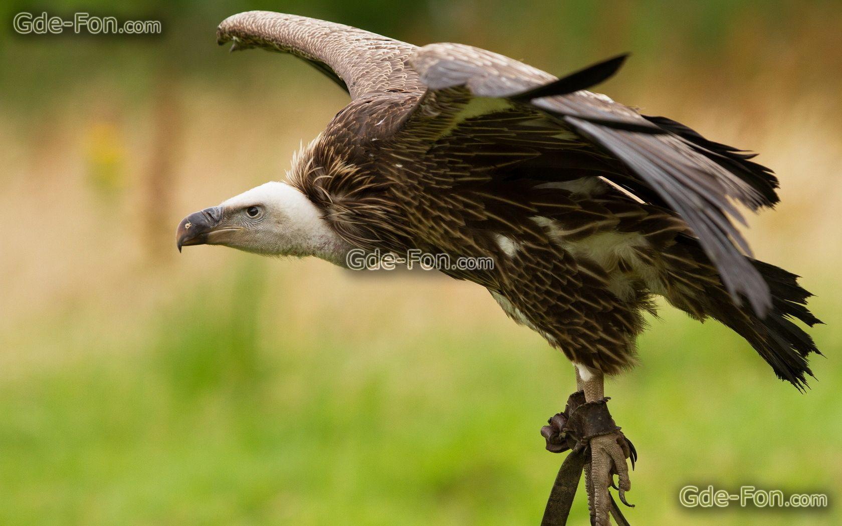 Download wallpaper bird, vulture, nature free desktop wallpaper