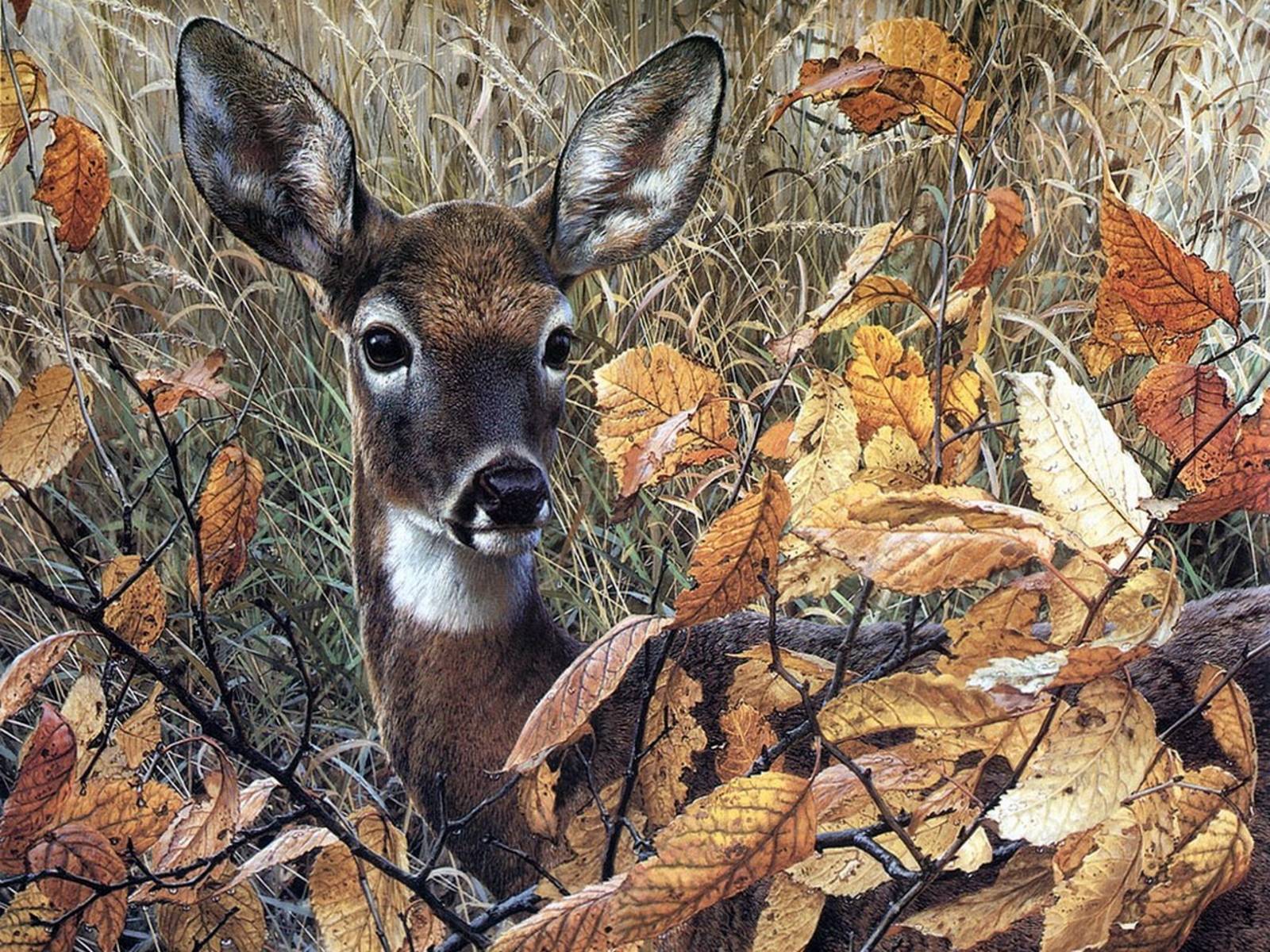 Deer Hunting Wallpapers For Computer - Wallpaper Cave