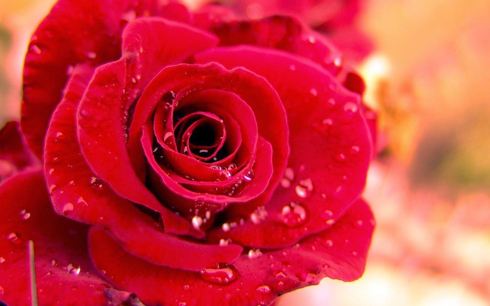 wallpaper: Red Roses Wallpaper