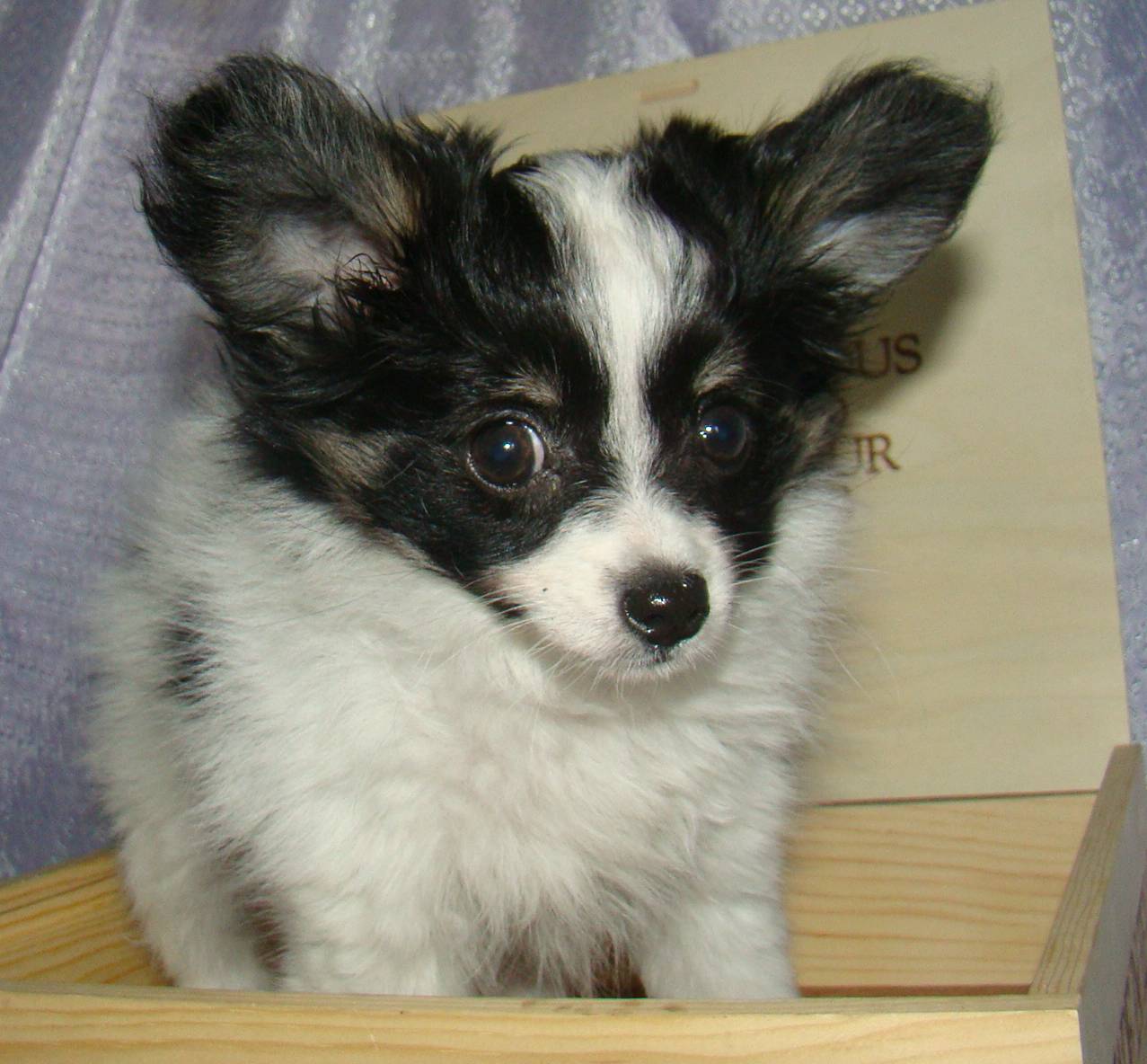 Free Puppy Dog Papillon Wallpaper For Android. Dogs, Wallpaper