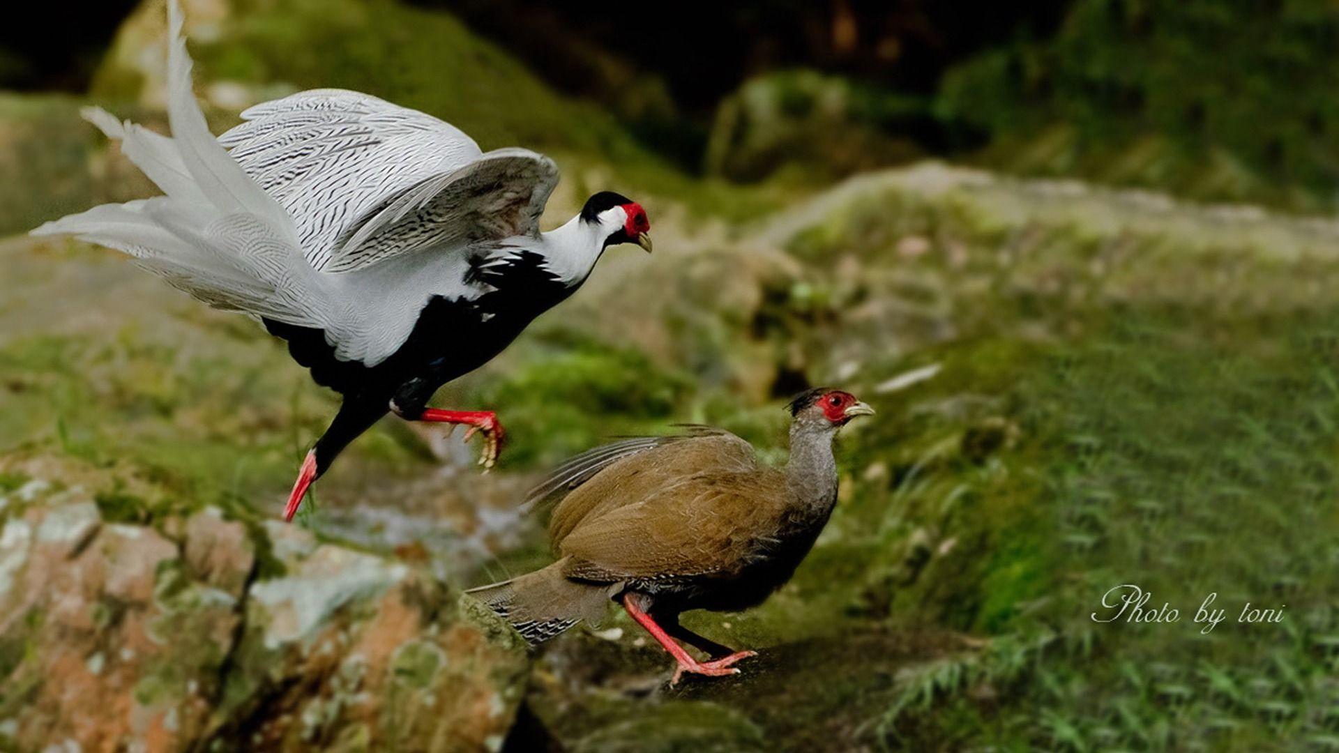 Silver Pheasant Birds Animal Photography Wallpaper 07