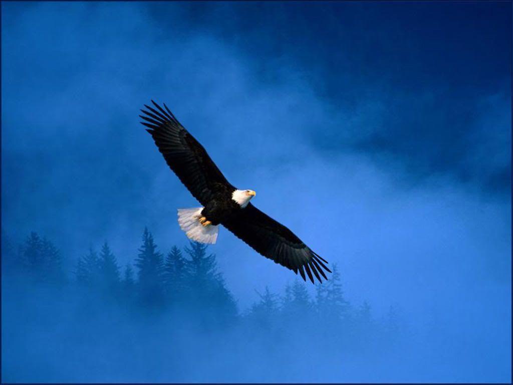 Pix For > Eagle Background