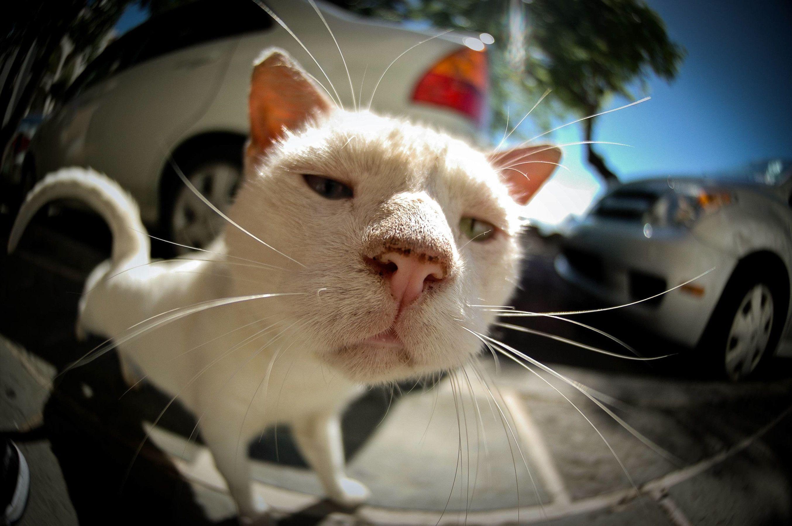White Cat on Fisheye Lens HD Wallpaper