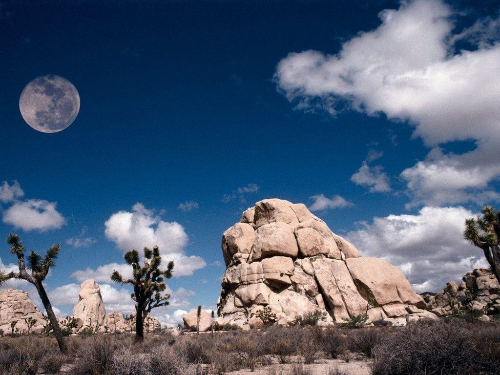 Joshua Tree Wallpapers and Backgrounds