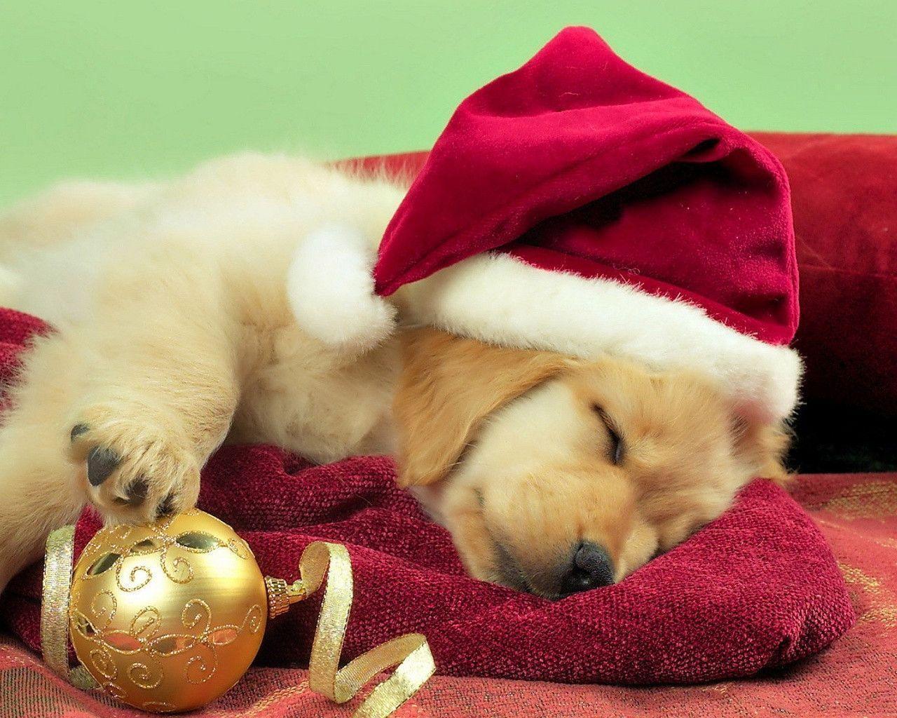 Xmas Stuff For > Christmas Puppies Wallpaper