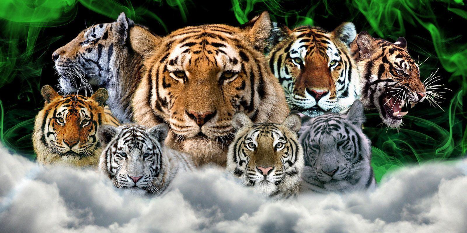 Tiger family wallpaper tiger