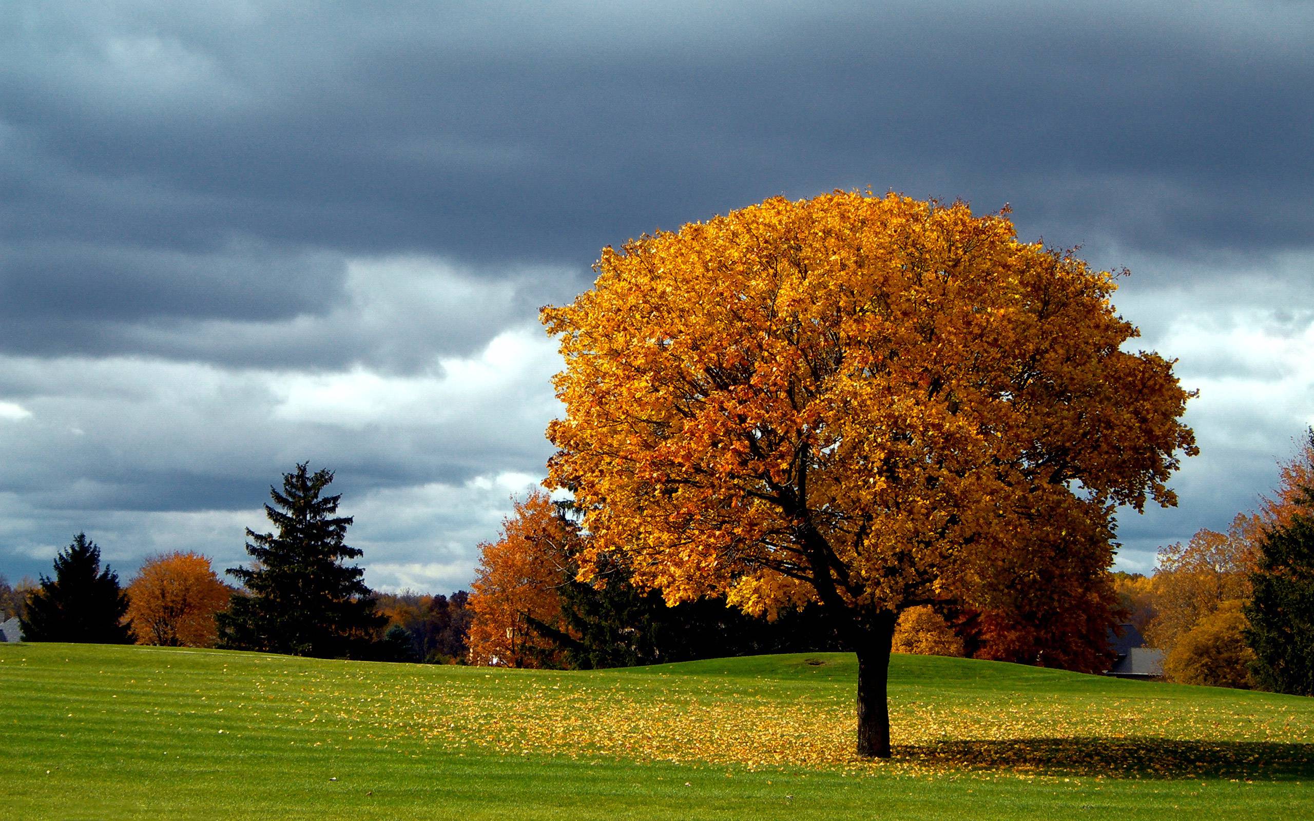 Tree Background Images - Wallpaper Cave