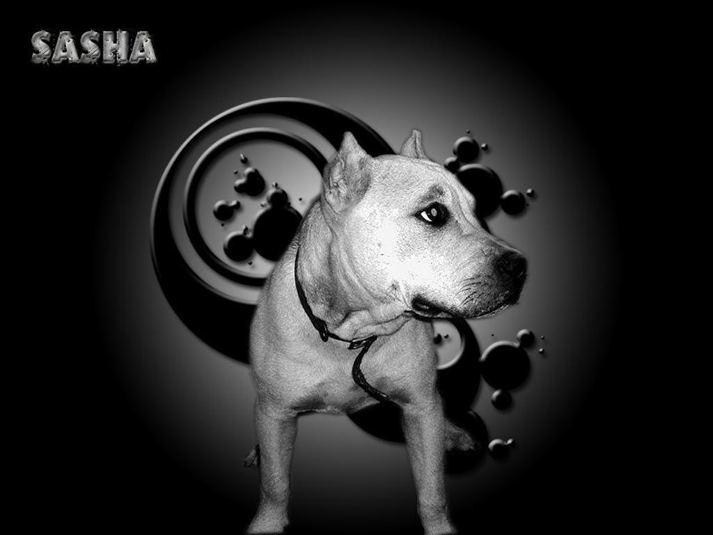 Pit bull terrier Sasha wallpaper