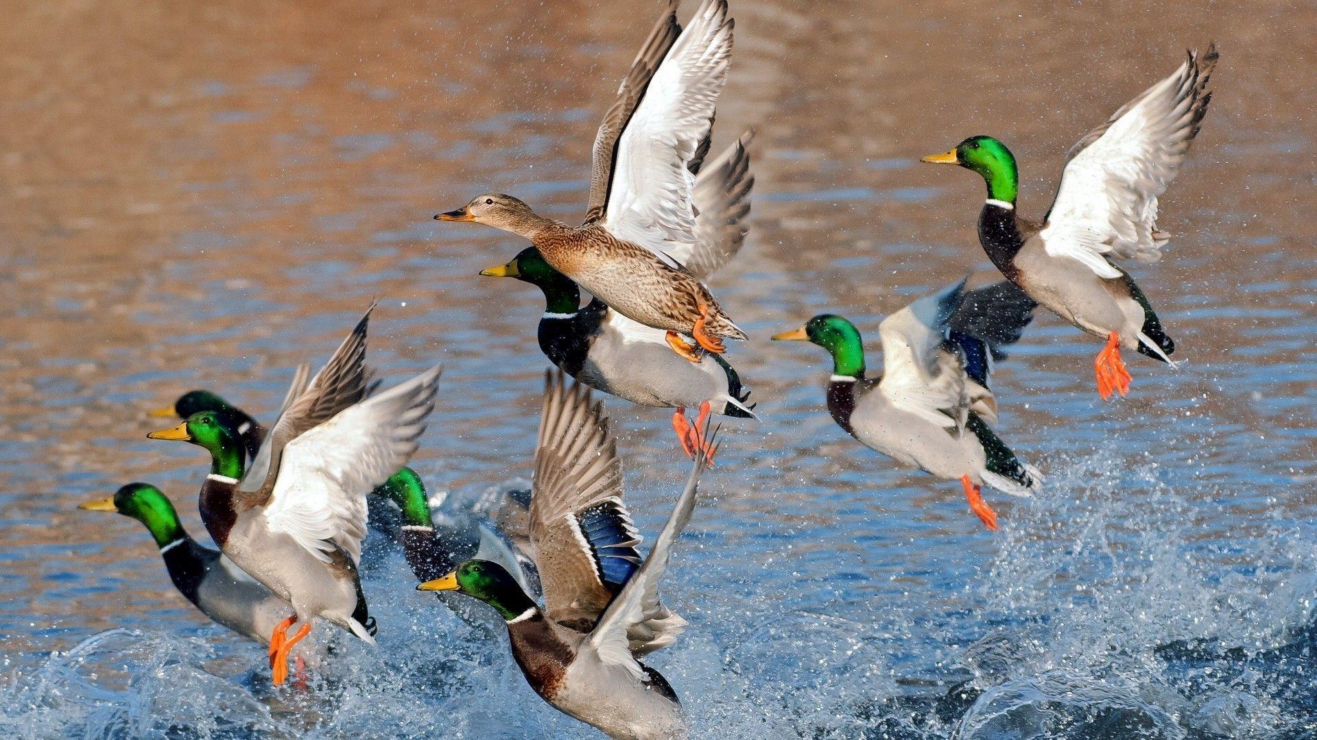 Ducks flying over the water Wallpaper #