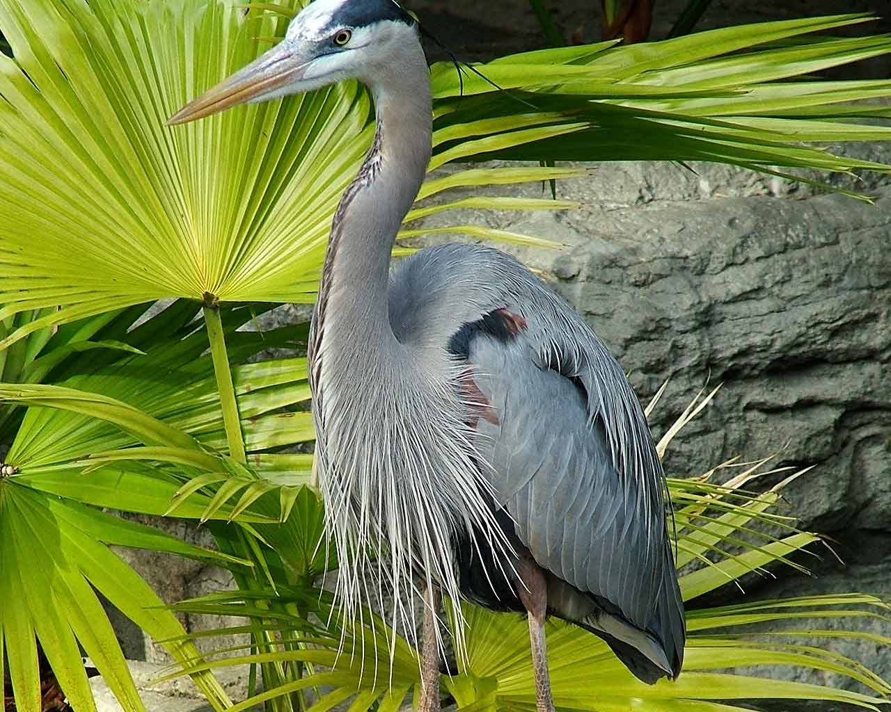 Desktop Wallpaper · Gallery · Animals · Heron. Free Background