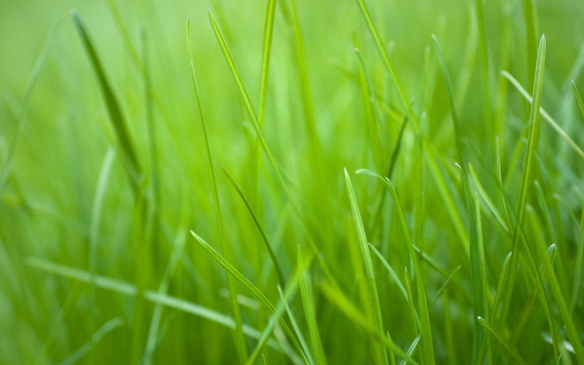 Green Grass Wallpapers - Wallpaper Cave