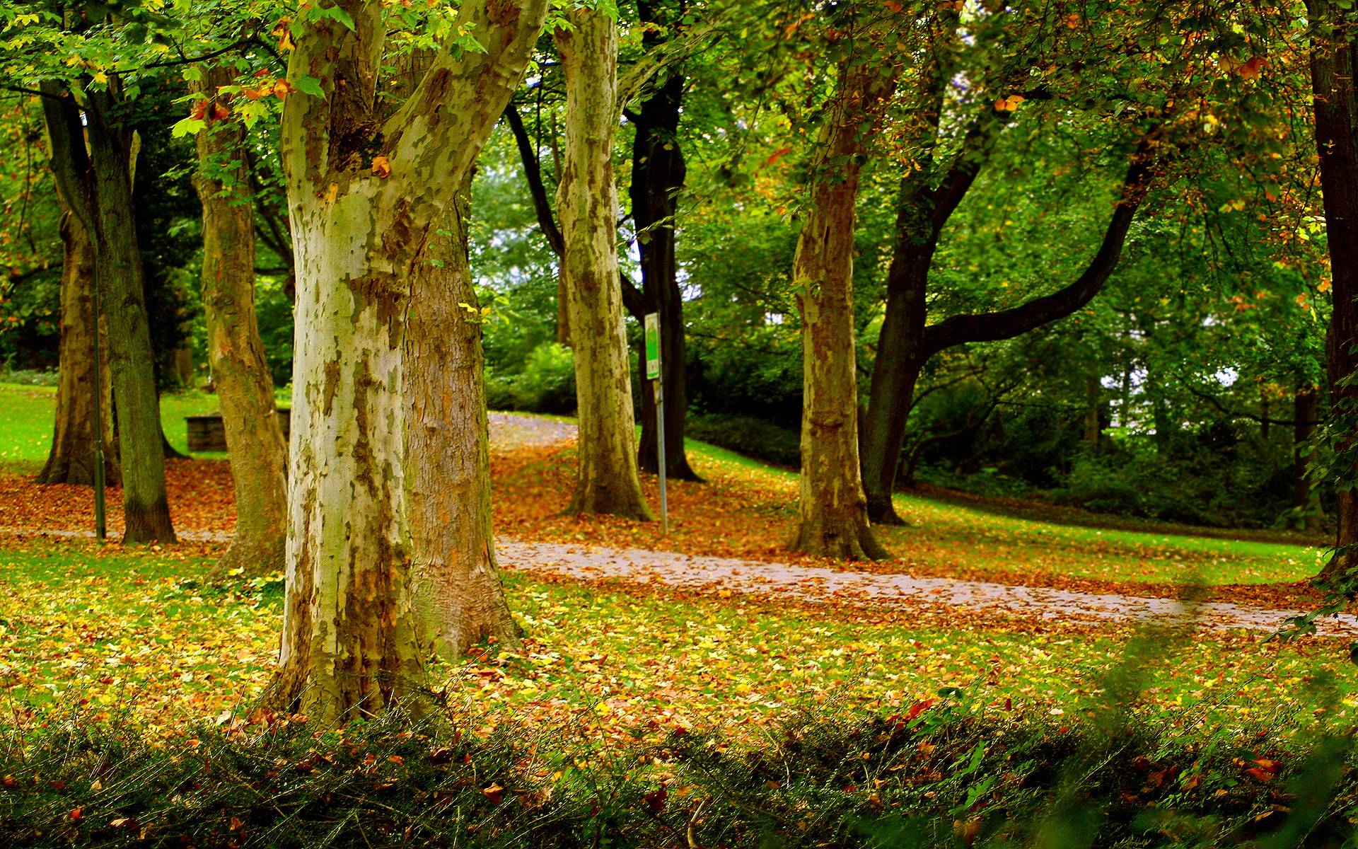 Widescreen Wallpaper Herbst Park