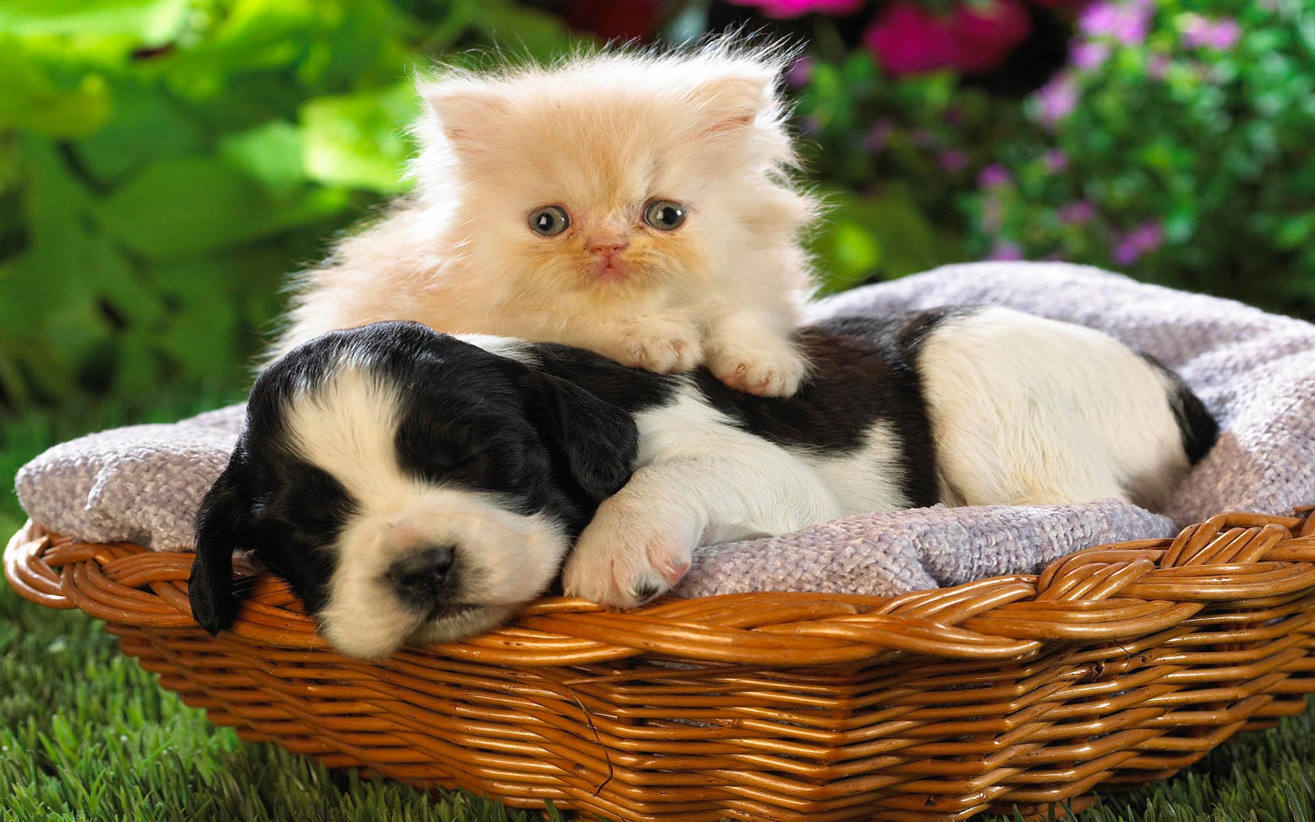 animal cat with dog wallpapers free